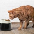 Savic Ergo Cube Cat Food Bowl